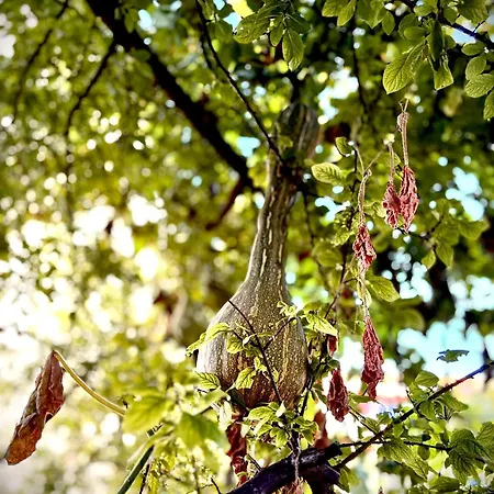 Fora - Hvar Hvar Town
