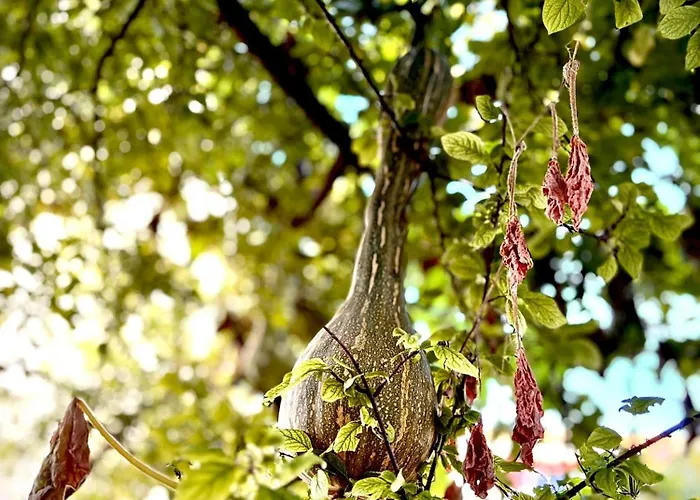 Fora - Hvar Хвар