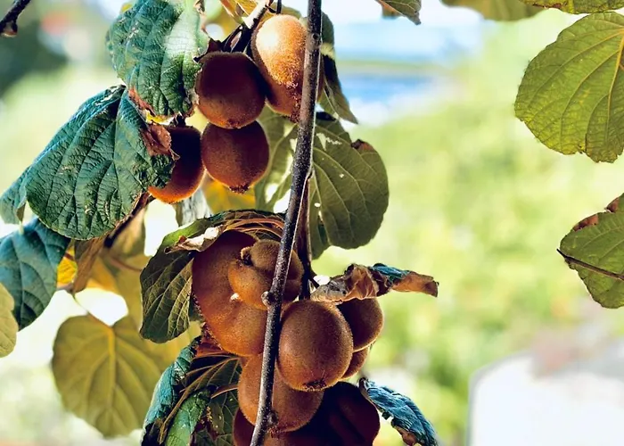 Fora - Hvar Appartement *